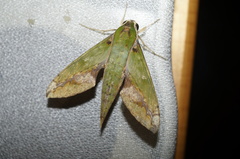 Xylophanes chiron nechus