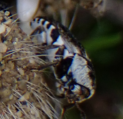 Photo of Hide Beetle (Dermestes maculatus)