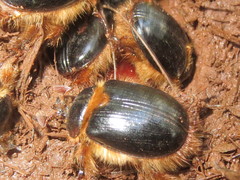 Pleocoma dubitabilis