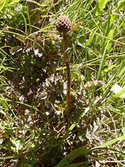 Acaena saccaticupula