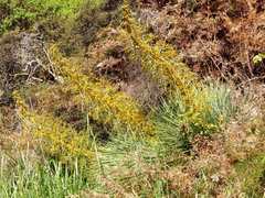 Aciphylla glaucescens