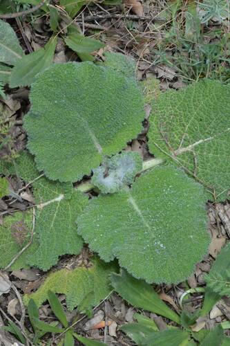 Image of Salvia argentea by (c) Mourad Harzallah, some rights reserved (CC BY)