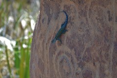 Sceloporus ornatus