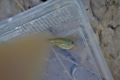 Triops longicaudatus
