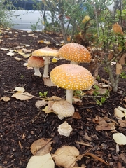 Amanita muscaria