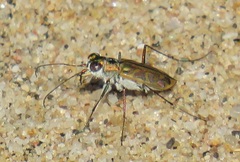 Habrodera nilotica