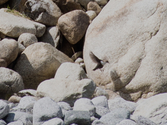 Cinclus cinclus aquaticus