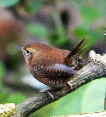 Troglodytes aedon brunneicollis