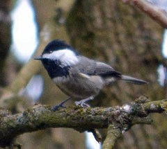 Poecile sclateri