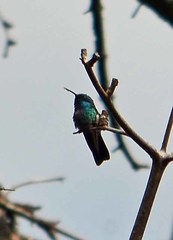Colibri thalassinus