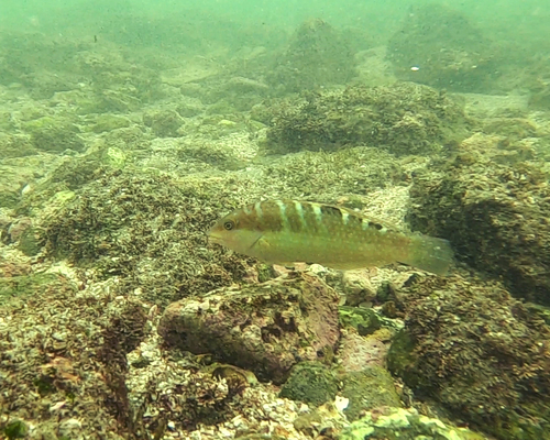 Banded wrasse (Halichoeres notospilus) — Labridae — 5