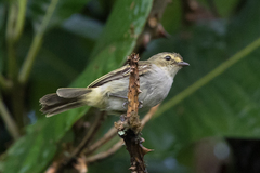 Zimmerius albigularis