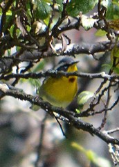 Oreothlypis superciliosa