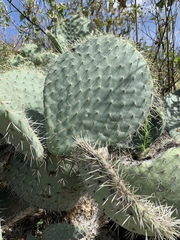 Opuntia joconostle