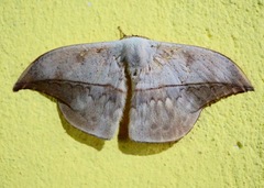 Oxyteninae