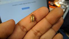 Leptinotarsa defecta