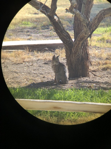 Bobcat photographed in Nevada