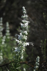 Trichostema lanatum