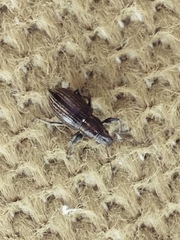 Naupactus tremolerasi