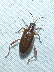 Donaciinae