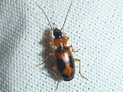 Badister neopulchellus