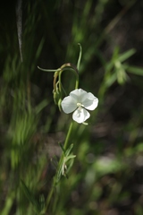 Clarkia epilobioides
