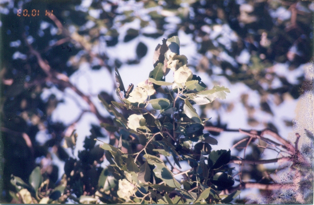 Pterocarpus santalinus; photograph (c) P Jeganathan, some rights reserved (CC BY)