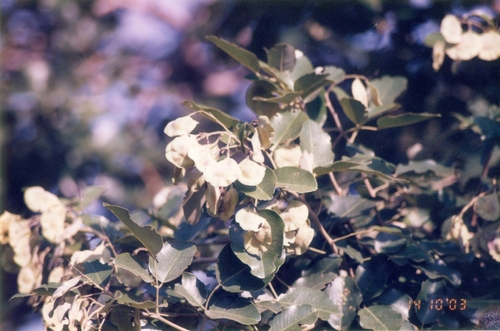 Pterocarpus santalinus, photograph 5