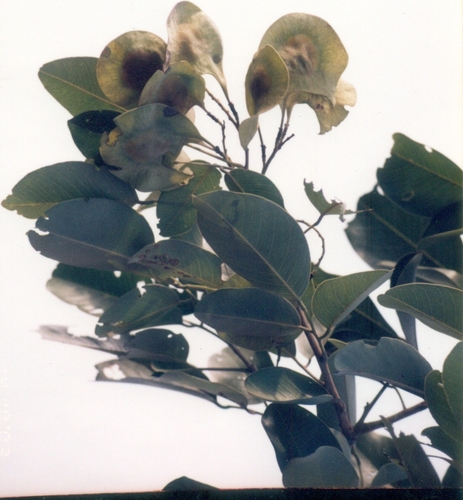 Pterocarpus santalinus, photograph 6
