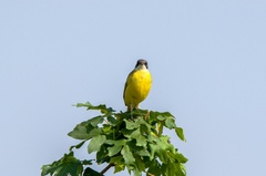 Motacilla flava cinereocapilla