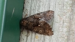 Chytonix sensilis