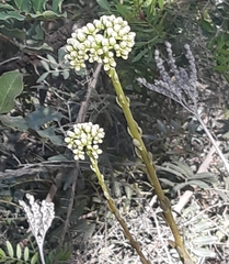 Petrosedum sediforme image