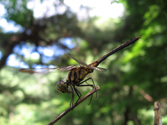 Sympetrum infuscatum