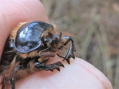 Pleocoma dubitabilis