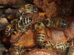 Apis mellifera