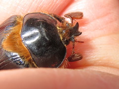 Pleocoma dubitabilis