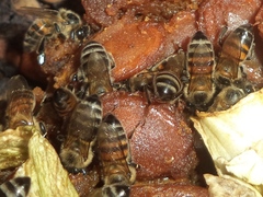 Apis mellifera