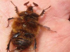 Pleocoma dubitabilis