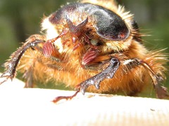 Pleocoma dubitabilis