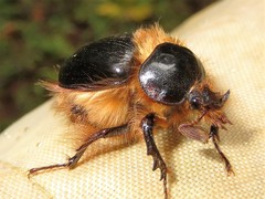 Pleocoma dubitabilis