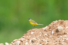 Motacilla flava cinereocapilla