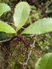 Ascarina lucida lucida