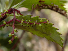 Ascarina lucida lucida