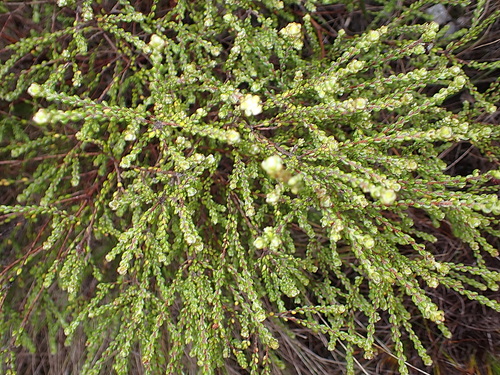 Image of Lachnaea ericoides by no rights reserved