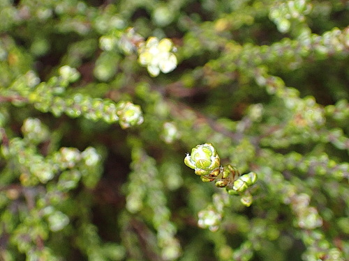 Image of Lachnaea ericoides by no rights reserved