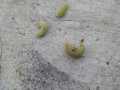 Insecta