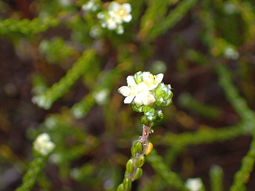 Image of Lachnaea ericoides by no rights reserved