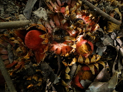 Langsdorffia hypogaea