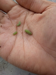 Insecta