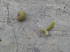 Insecta